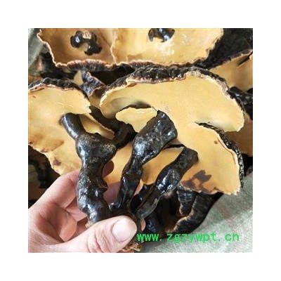 灵芝 个东北黑灵芝 产地 吉林省