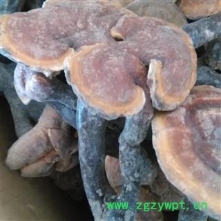 灵芝 野生赤灵芝 产地 青海省图2