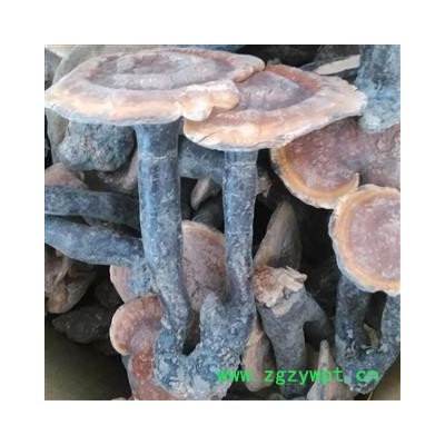 灵芝 野生赤灵芝 产地 青海省