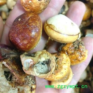 小丽百草行 徽琼果惠琼灵芝 辉琼果 徽穷果 灰琼果 新货无硫辉琼果图2