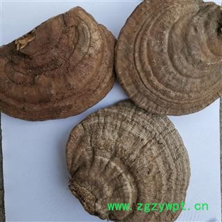 小丽百草行树舌 赤色老母菌 扁芝 梨菌 枫树芝 老母菌 扁蕈 白斑腐菌 木灵芝  产地 云南图2