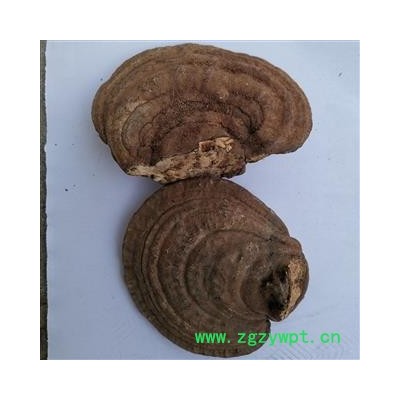 小丽百草行树舌 赤色老母菌 扁芝 梨菌 枫树芝 老母菌 扁蕈 白斑腐菌 木灵芝  产地 云南