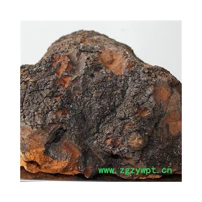 小丽百草行灵芝  桦褐灵芝 白桦茸桦褐孔菌 产地广西