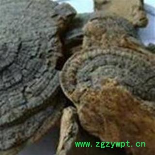 槐耳 统 产地直销 价格便宜  产地 山东省图2