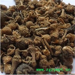 煜庭药业 珠子参 扣子七 珠儿参 珠参、钮子七、扣子七、竹鞭三七、疙瘩七、珠子参、土三七、盘七、野三七、带节参三七图2