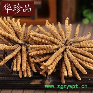 冬虫夏草 冬虫夏草3000条 产地 西藏自治区图3