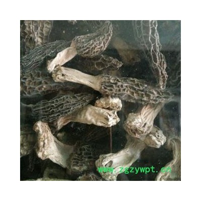 羊肚菌 羊肚菌特大个 产地 西藏自治区