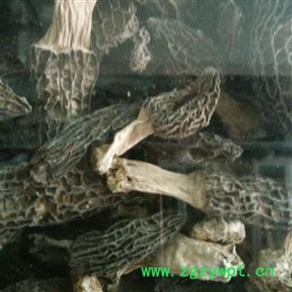 羊肚菌 羊肚菌特大个 产地 西藏自治区图2