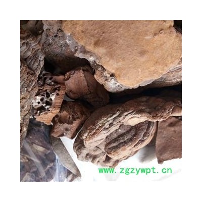 桑黄 桑黄小个 产地 吉林省