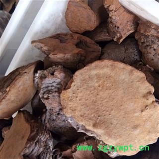 桑黄 桑黄小个 产地 吉林省图2