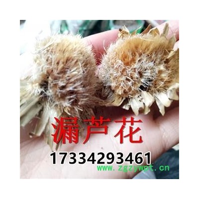 中药材漏芦花 干货漏芦花 莱芙蓉 新货