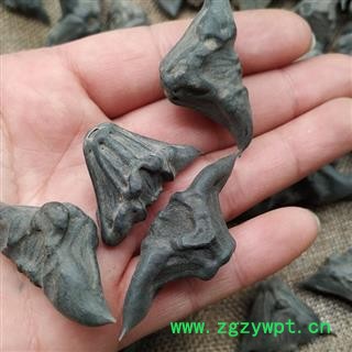 瑞森药材行菱角 马甲子 四角菱 雄虎刺 铁菱角 白棘图2