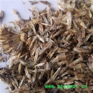 蓝刺头 禹州漏芦  统 产地 新疆图3