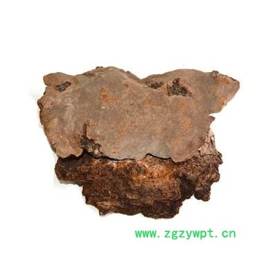 九盛堂 斑褐孔菌 斑褐灵芝