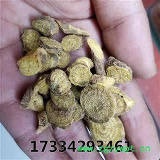 黄芩  多年生长 黄芹 山茶根 土金茶根图4