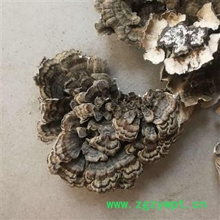 云芝  千层蘑 彩纹云芝 黄云芝 灰芝 瓦菌图4