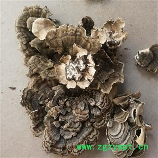 云芝  千层蘑 彩纹云芝 黄云芝 灰芝 瓦菌图3