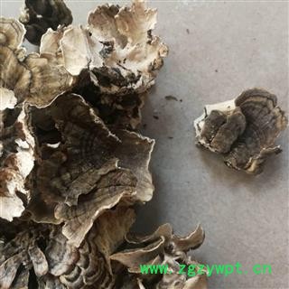 云芝  千层蘑 彩纹云芝 黄云芝 灰芝 瓦菌图2