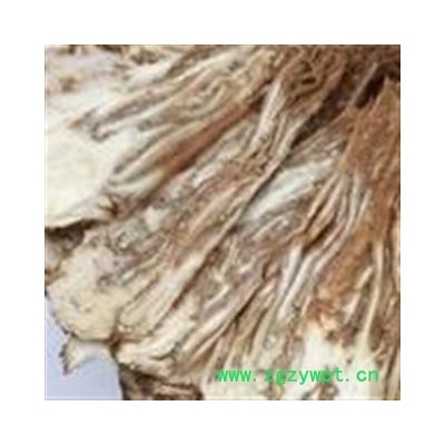 诺源药材行甘肃岷县正品当归  全归