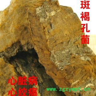 圣草康园 中药材 灵芝 褐斑灵芝、 斑褐孔菌图2