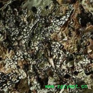 圣草康园品老龙皮 石龙皮 网肺衣 石龙衣图2