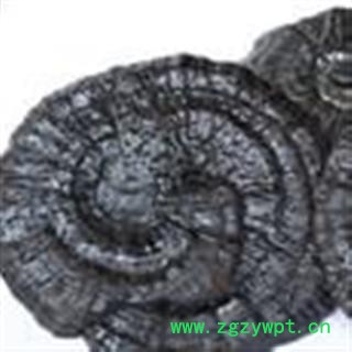 吉康药业 中药材  黑灵芝  新货图2