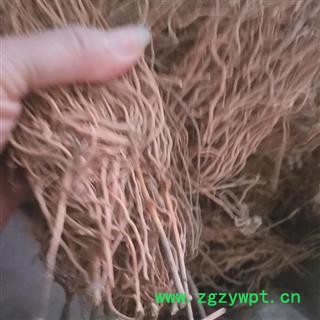 诺源中药材正品八角枫根 白龙须 三十六荡图2