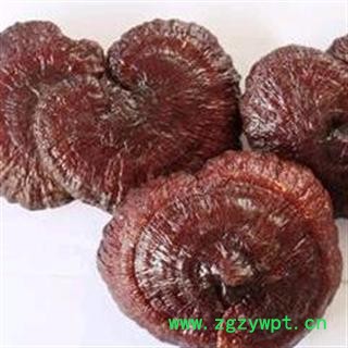 灵芝 西藏野生白心灵芝大选个 产地 西藏自治区拉萨市图2