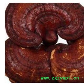 灵芝 西藏野生白心灵芝大选个 产地 西藏自治区拉萨市图3