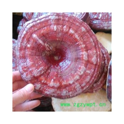 灵芝 安徽赤灵芝 产地 安徽省