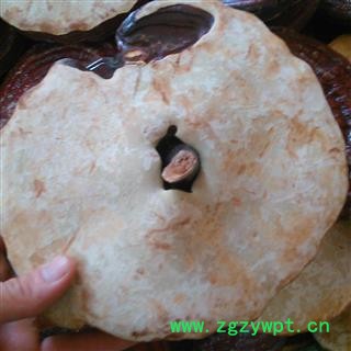 灵芝 安徽赤灵芝 产地 安徽省图2