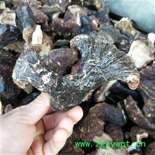 灵芝个 东北野生灵芝 产地 辽宁省图2