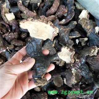 灵芝个 东北野生灵芝 产地 辽宁省图3