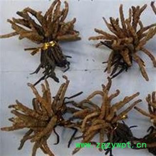 小丽百草行冬虫夏草2800条无拼接图2