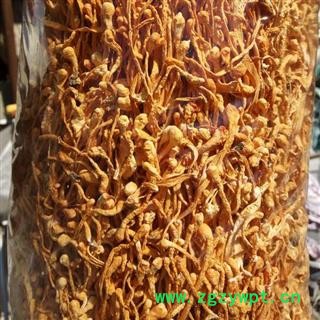 小丽百草行金虫草 虫草花大米培育颜色好味道纯图2