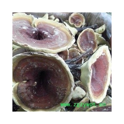 小丽百草行灵芝 金边灵芝 整枝有柄金边灵芝 黄灵芝 今年新货