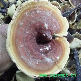 小丽百草行灵芝 金边灵芝 整枝有柄金边灵芝 黄灵芝 今年新货图2