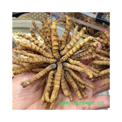 小丽百草行冬虫夏草 2000条 西藏那曲 选装