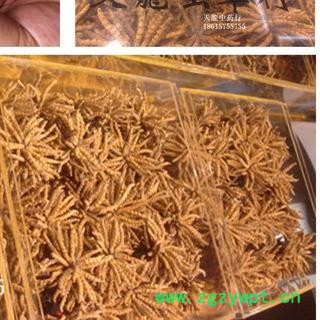 小丽百草行冬虫夏草 2000条 西藏那曲 选装图2