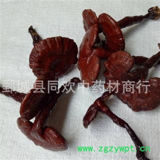 【木灵芝个】@【同欢药材】中药材批发供应  规格齐全 量大从优 产地 吉林省图3