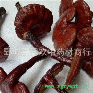 【木灵芝个】@【同欢药材】中药材批发供应  规格齐全 量大从优 产地 吉林省图2