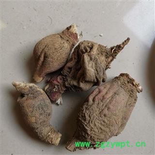 地骷髅 红萝卜 仙人头 仙人骨 出子萝卜 老萝卜头 老人头 地枯萝 气萝卜 枯萝卜 空莱菔 老萝卜图3