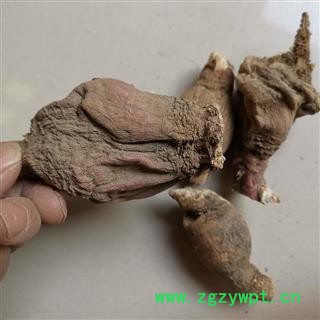 地骷髅 红萝卜 仙人头 仙人骨 出子萝卜 老萝卜头 老人头 地枯萝 气萝卜 枯萝卜 空莱菔 老萝卜图2