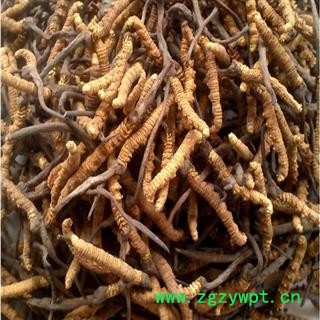 冬虫夏草，虫草，虫草可以联系15843052935图3