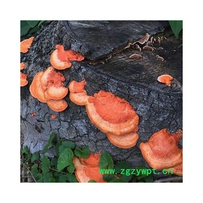 九盛堂云南野生红栓菌 血红栓菌 朱红栓菌红栓菌