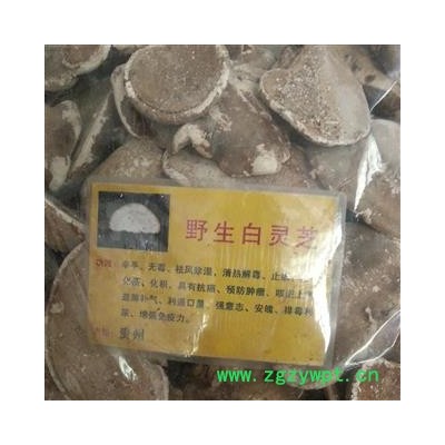圣草康园白灵芝   白灵芝 产地贵州