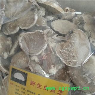 圣草康园白灵芝   白灵芝 产地贵州图2