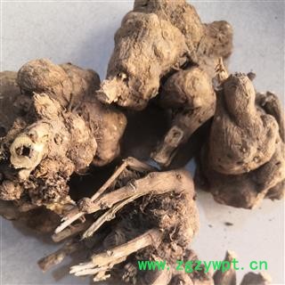 诺源药材行中药材白术 浙白术图3