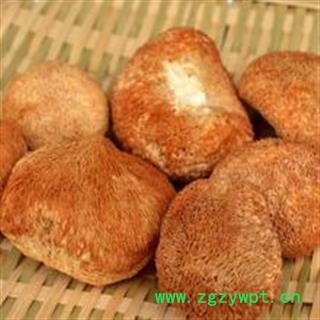 圣草康园猴头菇 猴头蘑 猴头菌图2