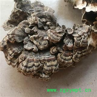 圣草康园云芝 千层蘑 黄云芝、灰芝、瓦菌统35，选48图3